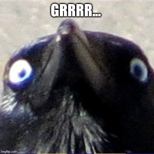 Insanity Crow | GRRRR... | image tagged in insanity crow | made w/ Imgflip meme maker