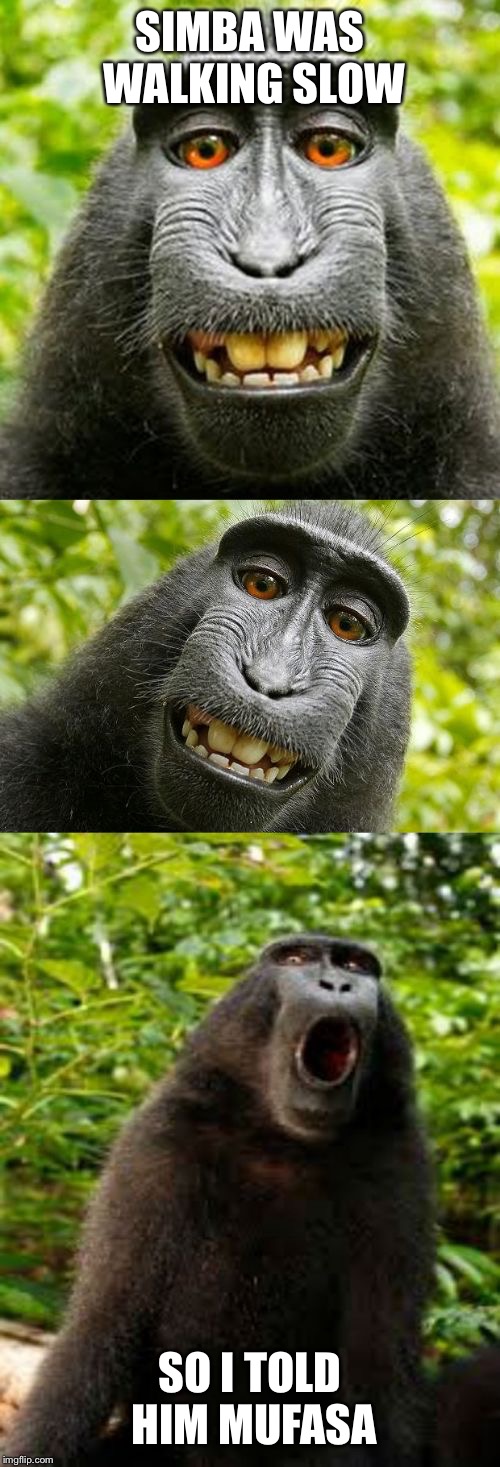 bad pun monkey | SIMBA WAS WALKING SLOW; SO I TOLD HIM MUFASA | image tagged in bad pun monkey,simba,mufasa | made w/ Imgflip meme maker