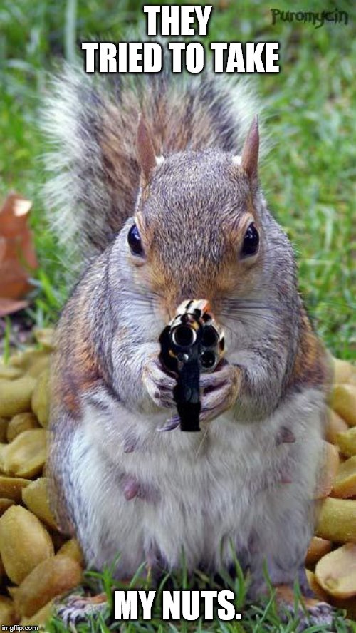 funny squirrels with guns (5) | THEY TRIED TO TAKE; MY NUTS. | image tagged in funny squirrels with guns 5 | made w/ Imgflip meme maker