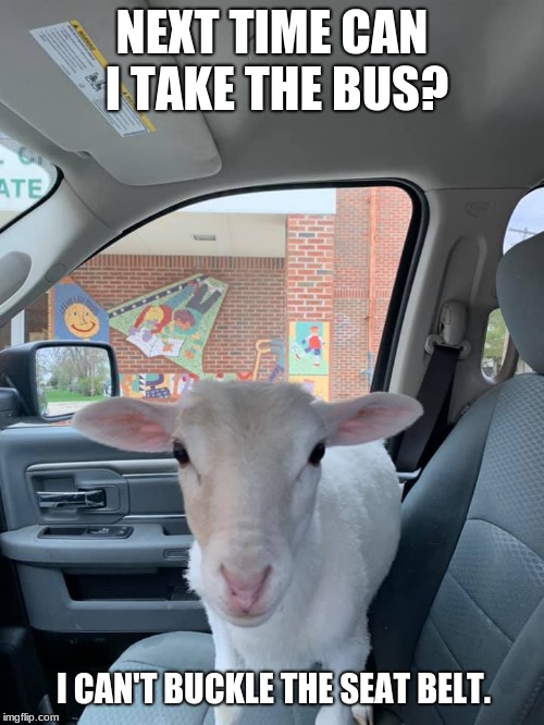 problems on take your lamb to school day | NEXT TIME CAN I TAKE THE BUS? I CAN'T BUCKLE THE SEAT BELT. | image tagged in lamb at school,seat belts are for humans,animal rights,i am to cute to eat,stop calling me lamb chops | made w/ Imgflip meme maker