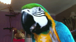 image tagged in gifs | made w/ Imgflip video-to-gif maker