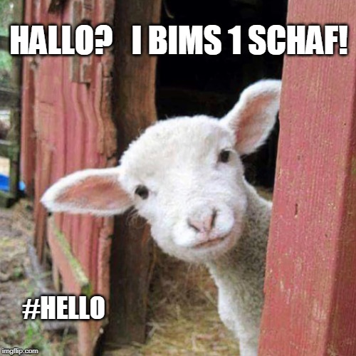 Hallo World | HALLO?   I BIMS 1 SCHAF! #HELLO | image tagged in sheep,pronouns,surprise | made w/ Imgflip meme maker