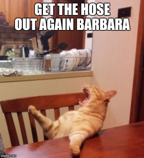 Cat yelling | GET THE HOSE OUT AGAIN BARBARA | image tagged in cat yelling | made w/ Imgflip meme maker