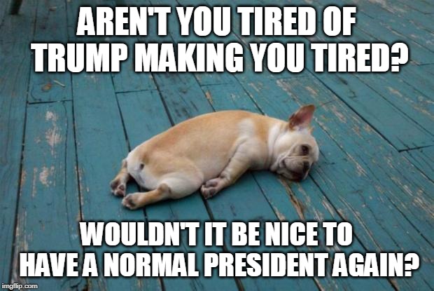 Tired dog | AREN'T YOU TIRED OF TRUMP MAKING YOU TIRED? WOULDN'T IT BE NICE TO HAVE A NORMAL PRESIDENT AGAIN? | image tagged in tired dog,trump,normal,president | made w/ Imgflip meme maker