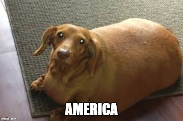 Doggo week.fat like we Americans | AMERICA | image tagged in funny dogs,fat ass,wtf,offensive | made w/ Imgflip meme maker