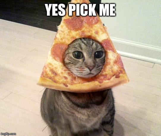 pizza cat | YES PICK ME | image tagged in pizza cat | made w/ Imgflip meme maker