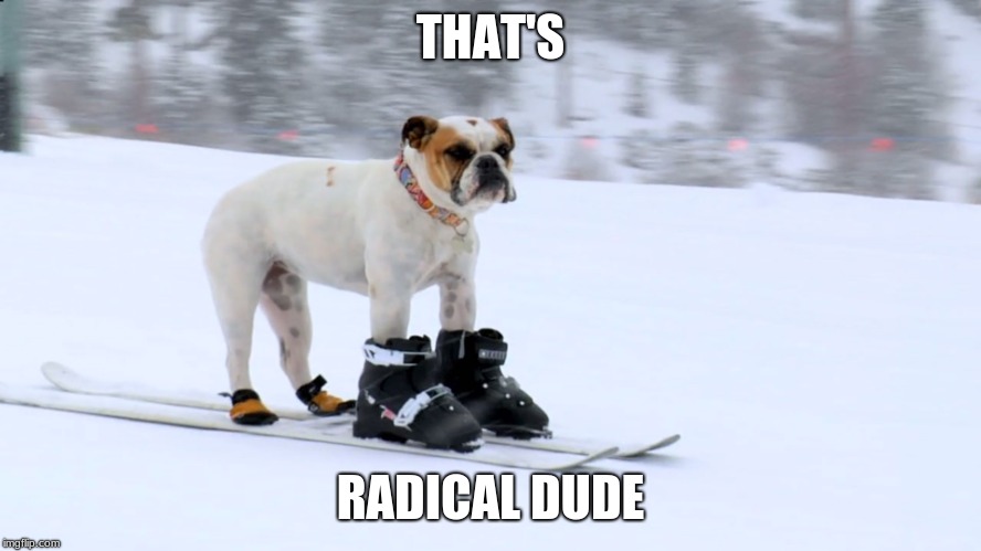 skiing_dog | THAT'S RADICAL DUDE | image tagged in skiing_dog | made w/ Imgflip meme maker