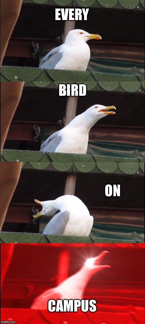 Inhaling Seagull | EVERY; BIRD; ON; CAMPUS | image tagged in memes,inhaling seagull | made w/ Imgflip meme maker