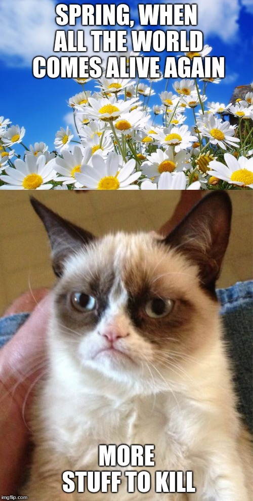 SPRING, WHEN ALL THE WORLD COMES ALIVE AGAIN; MORE STUFF TO KILL | image tagged in memes,grumpy cat,spring daisy flowers | made w/ Imgflip meme maker