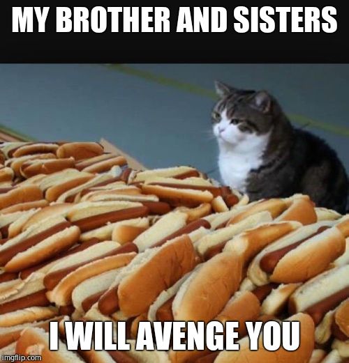 Cat hotdogs | MY BROTHER AND SISTERS I WILL AVENGE YOU | image tagged in cat hotdogs | made w/ Imgflip meme maker