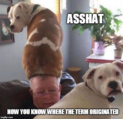 ASSHAT | ASSHAT; NOW YOU KNOW WHERE THE TERM ORIGINATED | image tagged in asshat,funny dogs | made w/ Imgflip meme maker