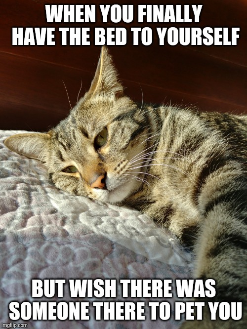 Cat on bed | WHEN YOU FINALLY HAVE THE BED TO YOURSELF; BUT WISH THERE WAS SOMEONE THERE TO PET YOU | image tagged in cat on bed | made w/ Imgflip meme maker