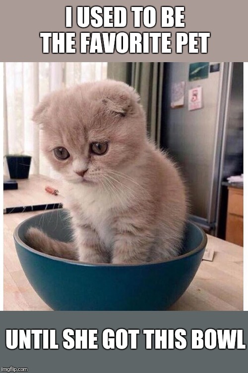 sad Kitten in Food Bowl | I USED TO BE THE FAVORITE PET UNTIL SHE GOT THIS BOWL | image tagged in sad kitten in food bowl | made w/ Imgflip meme maker