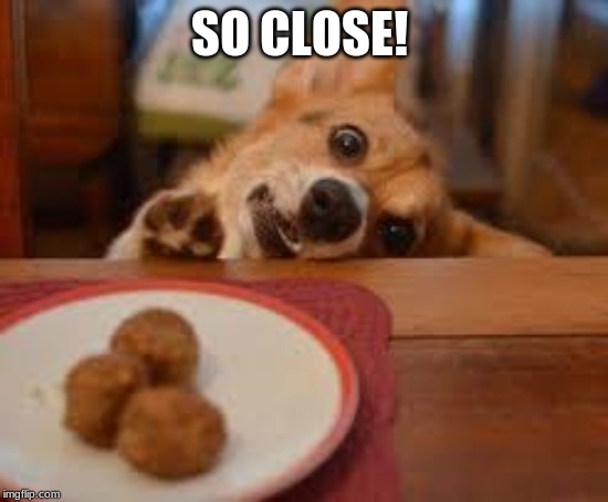 SO CLOSE! | image tagged in cute puppies,food,fun | made w/ Imgflip meme maker