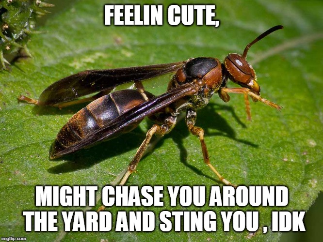 Feelin Cute Wasp | FEELIN CUTE, MIGHT CHASE YOU AROUND THE YARD AND STING YOU , IDK | image tagged in feelin cute | made w/ Imgflip meme maker