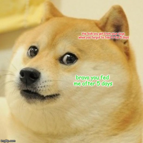 Doge | the look you get from your doge when you forgot to feed it for 5 days; bravo you fed me after 5 days | image tagged in memes,doge | made w/ Imgflip meme maker