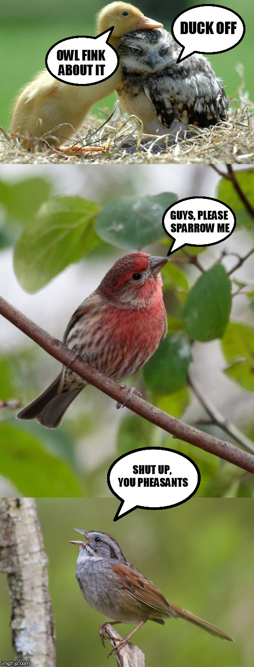 Fowl Mouths (Beaks) | DUCK OFF; OWL FINK ABOUT IT; GUYS, PLEASE SPARROW ME; SHUT UP, YOU PHEASANTS | image tagged in memes,birds,puns,bad puns | made w/ Imgflip meme maker