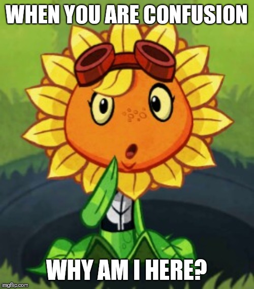 Confusion Solar Flare | WHEN YOU ARE CONFUSION; WHY AM I HERE? | image tagged in confusion sunflower | made w/ Imgflip meme maker