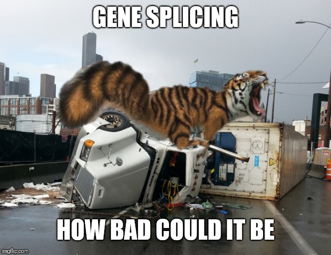 Humming Jurassic park theme | GENE SPLICING; HOW BAD COULD IT BE | image tagged in cats | made w/ Imgflip meme maker