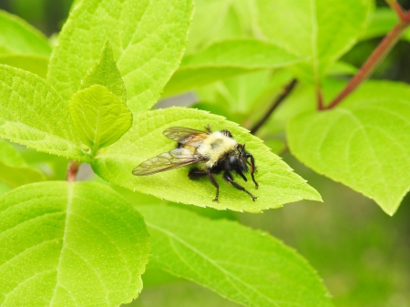 High Quality Bee on Leaf Blank Meme Template