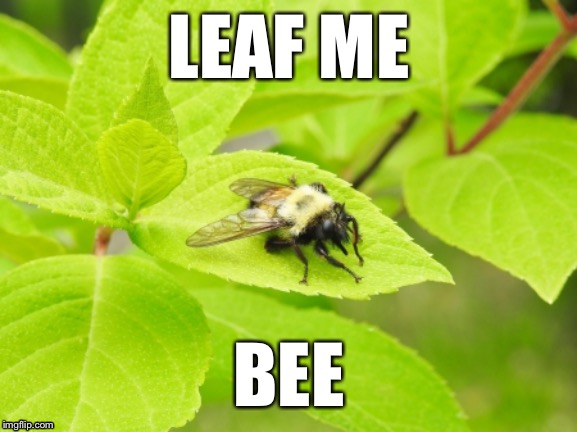 Bee on Leaf | LEAF ME; BEE | image tagged in be on leaf | made w/ Imgflip meme maker