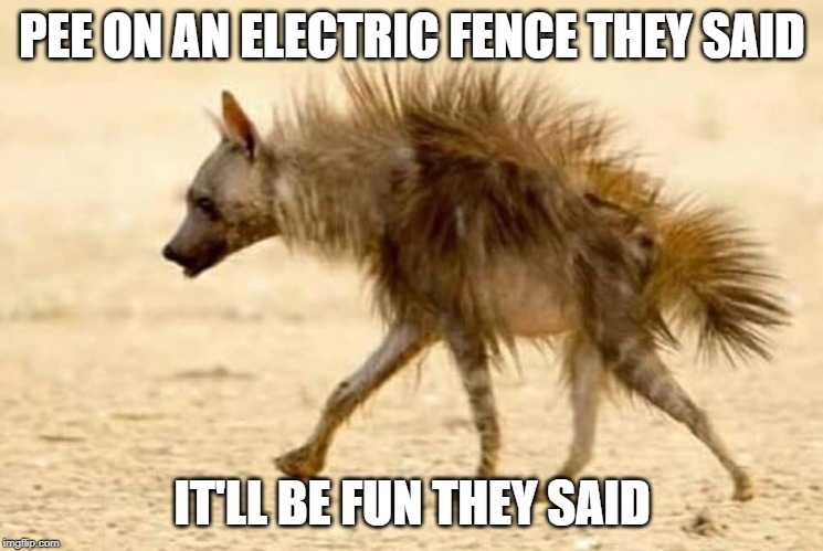 funny meme | PEE ON AN ELECTRIC FENCE THEY SAID; IT'LL BE FUN THEY SAID | image tagged in funny memes | made w/ Imgflip meme maker