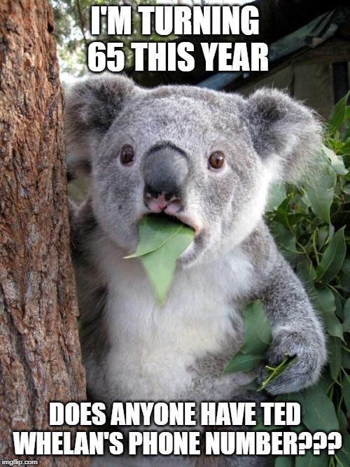 Surprised Koala Meme | I'M TURNING 65 THIS YEAR; DOES ANYONE HAVE TED WHELAN'S PHONE NUMBER??? | image tagged in memes,surprised koala | made w/ Imgflip meme maker