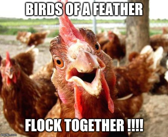 funny looking rooster chicken gallina | BIRDS OF A FEATHER; FLOCK TOGETHER !!!! | image tagged in funny looking rooster chicken gallina | made w/ Imgflip meme maker
