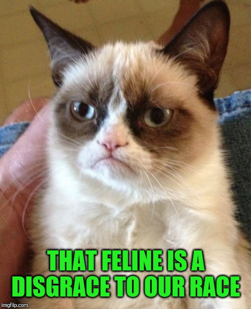 Grumpy Cat Meme | THAT FELINE IS A DISGRACE TO OUR RACE | image tagged in memes,grumpy cat | made w/ Imgflip meme maker