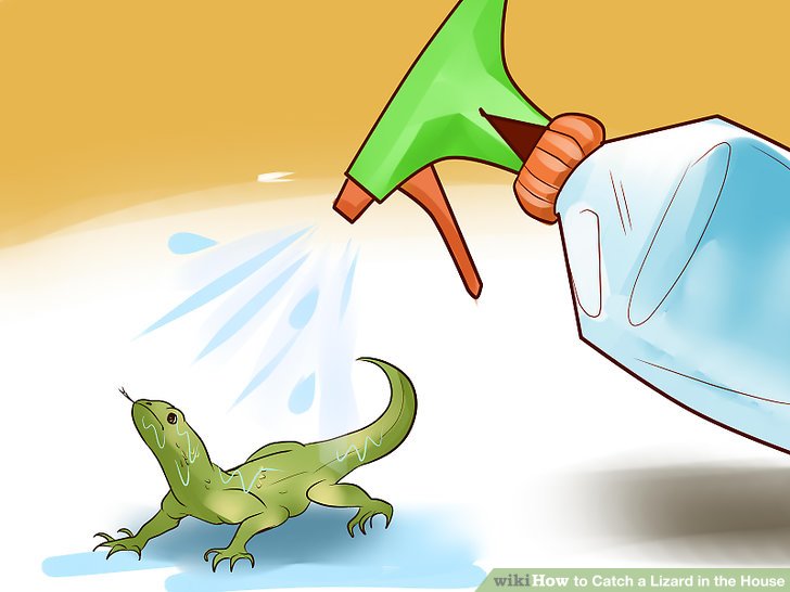 Wet lizard Blank Meme Template