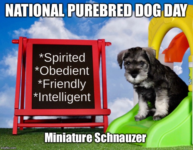 National Purebred Dog Day | NATIONAL PUREBRED DOG DAY; Miniature Schnauzer | image tagged in national purebred dog day | made w/ Imgflip meme maker