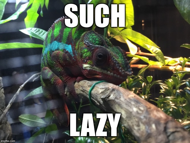 Cosmo The Lazy Chameleon | SUCH; LAZY | image tagged in meme,lazy,chameleon | made w/ Imgflip meme maker