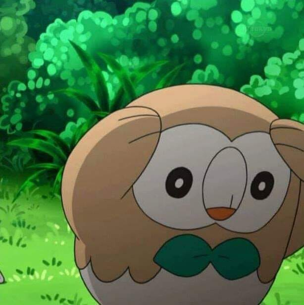 High Quality distressed rowlet Blank Meme Template