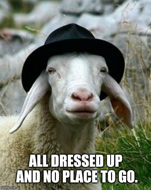 sheep fedora | ALL DRESSED UP AND NO PLACE TO GO. | image tagged in sheep fedora | made w/ Imgflip meme maker