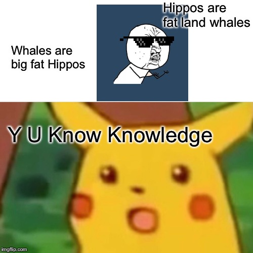 Surprised Pikachu | Hippos are fat land whales; Whales are big fat Hippos; Y U Know Knowledge | image tagged in memes,surprised pikachu | made w/ Imgflip meme maker