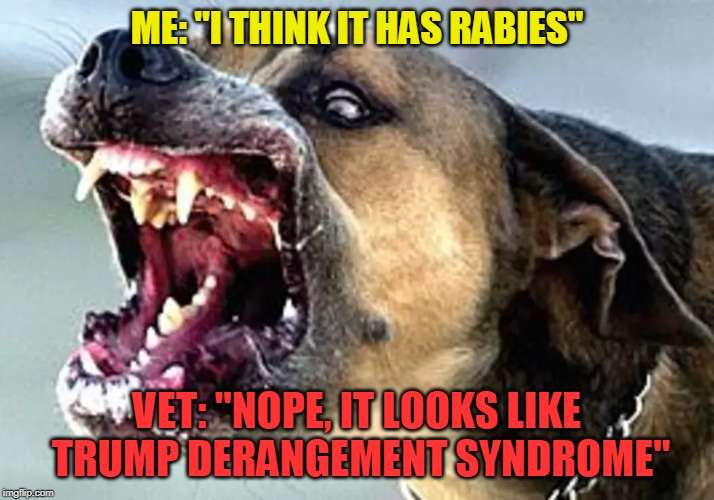 The NEW Rabies | ME: "I THINK IT HAS RABIES"; VET: "NOPE, IT LOOKS LIKE TRUMP DERANGEMENT SYNDROME" | image tagged in trump,trump derangement syndrome,rabies | made w/ Imgflip meme maker