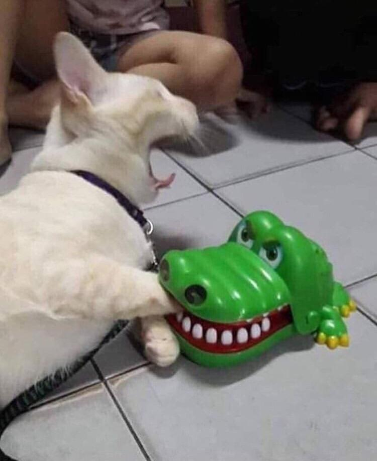 High Quality Crocodile Dentist Cat Blank Meme Template