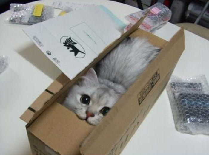 Box of Cat Blank Meme Template