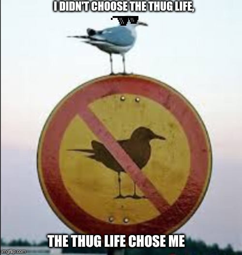 That bird is a savage, though. | I DIDN'T CHOOSE THE THUG LIFE, THE THUG LIFE CHOSE ME | image tagged in thug life,i didnt choose the thug life,funny road signs,stupid signs,funny signs | made w/ Imgflip meme maker