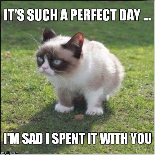Grumpys Sad Day | IT'S SUCH A PERFECT DAY ... I'M SAD I SPENT IT WITH YOU | image tagged in cats,grumpy cat | made w/ Imgflip meme maker