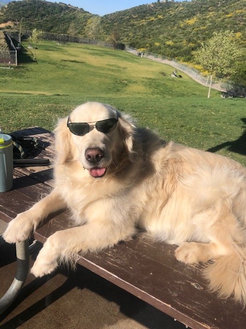 dog with sunglasses Blank Meme Template