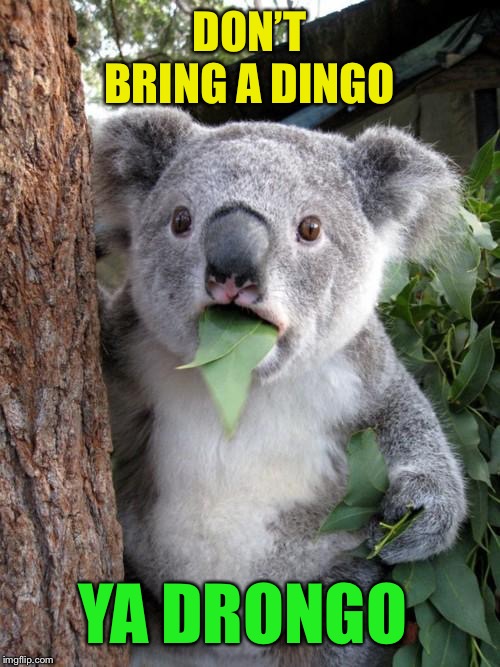 Surprised Koala Meme | DON’T BRING A DINGO YA DRONGO | image tagged in memes,surprised koala | made w/ Imgflip meme maker