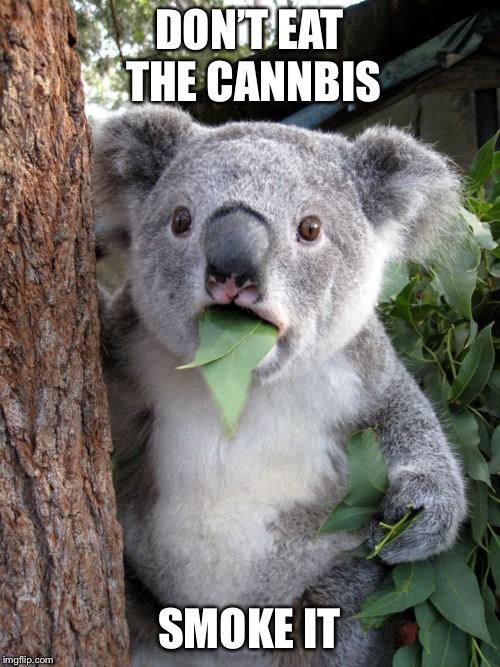 Surprised Koala Meme | DON’T EAT THE CANNBIS; SMOKE IT | image tagged in memes,surprised koala | made w/ Imgflip meme maker