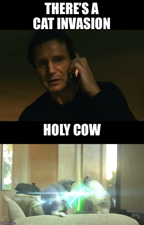 THERE’S A CAT INVASION; HOLY COW | image tagged in memes,liam neeson taken | made w/ Imgflip meme maker