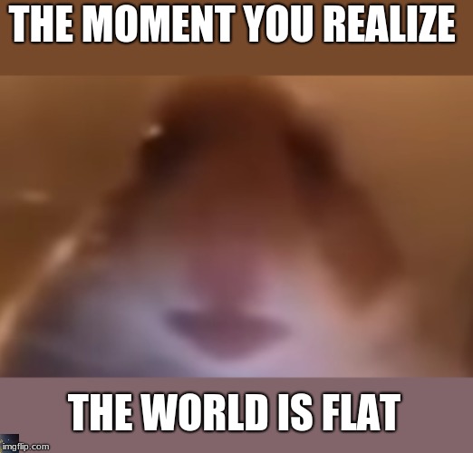 Flat world | THE MOMENT YOU REALIZE; THE WORLD IS FLAT | image tagged in hamster | made w/ Imgflip meme maker