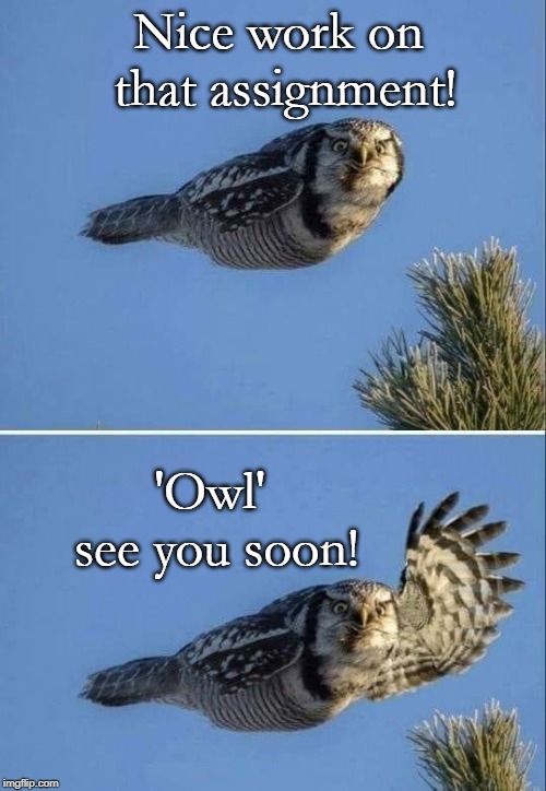 Owl Hi | Nice work on that assignment! 'Owl' see you soon! | image tagged in owl hi | made w/ Imgflip meme maker