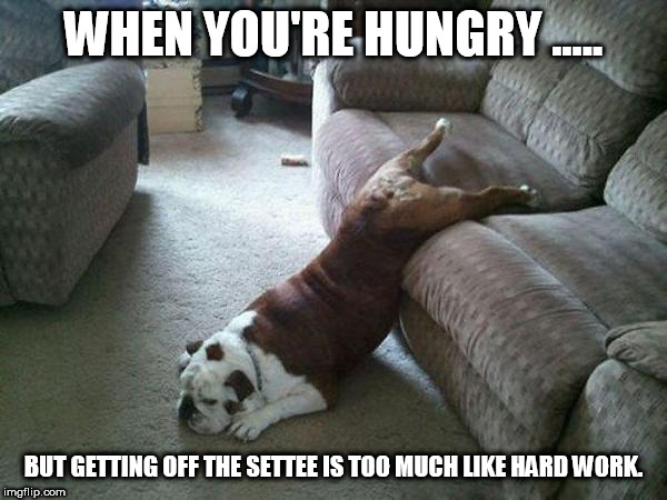 Lazy Dog | WHEN YOU'RE HUNGRY ..... BUT GETTING OFF THE SETTEE IS TOO MUCH LIKE HARD WORK. | image tagged in lazy dog | made w/ Imgflip meme maker