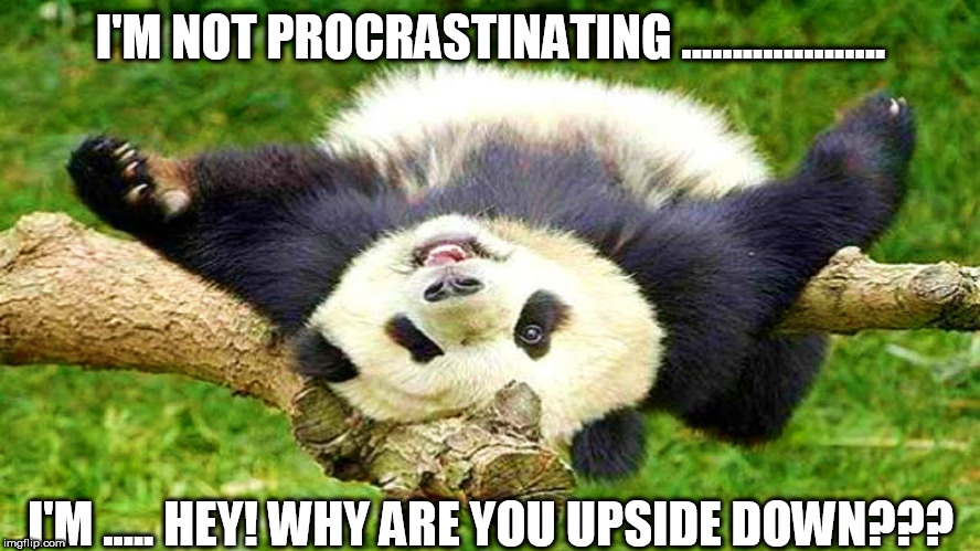 Lazy Panda | I'M NOT PROCRASTINATING .................... I'M ..... HEY! WHY ARE YOU UPSIDE DOWN??? | image tagged in lazy panda | made w/ Imgflip meme maker