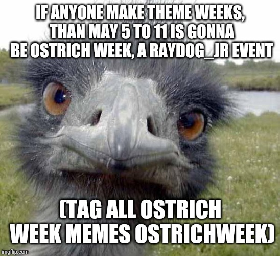 Cold Stare of Ostrich | IF ANYONE MAKE THEME WEEKS, THAN MAY 5 TO 11 IS GONNA BE OSTRICH WEEK, A RAYDOG_JR EVENT; (TAG ALL OSTRICH WEEK MEMES OSTRICHWEEK) | image tagged in cold stare of ostrich | made w/ Imgflip meme maker