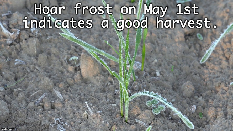 Hoar frost on May 1st indicates a good harvest. | image tagged in frost,farm,farmers,lore | made w/ Imgflip meme maker